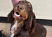 One stunning chocolate girl available