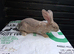 Flemish giant titanic buck babys