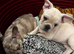 Reduced! Cream male frenchie️