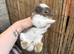 2 Pure French Lop Does Left