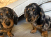 Stunning dachshund puppies