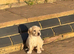 Cocker spaniel puppys