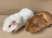 Male Guinea Pigs For Sale