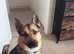 German shepherd x husky