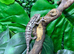 Female Sambava Panther Chameleons at Birmingham Reptiles
