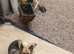 2 KC female German shepherds