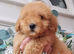 Stunning poodles SMALL