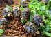 Leopard Tortoises- Stunning Hatchlings
