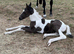 Elegant Yearling