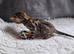 Male Bengal kitten