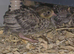 Button quail chicks