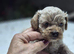 Beautiful Asian maltipoo puppies