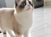 Last Ragdoll boy left