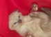 4beautiful burmese cross tabby kittens