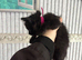 Ragamese cross kittens