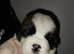 Beautiful saint bernard puppies ready now