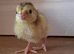 Day-old coturnix quail chicks