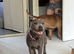 Staffy for sale
