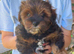 Beautiful yorkiepoo puppies