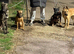 Females dogs for sale, 2x bullherders 1 Dutch harder and 1 Pressa