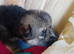 4 week old Germanshepherd pups fw