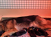 Gorgeous pedigree German Shepherd Puppies
