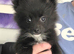 Pomeranian girl. 8 months old