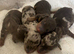 Kennel Club Mini Dachshunds