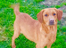 Kc labradors puppies