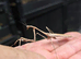 4 X Large Peacock Mantis £25 + £5 postage (as per photos, this is the size) All 4 for £25