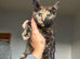 Female kitten