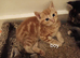 9 week old kittens