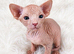Beautiful wrinkle sphynx kittens