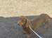 Dachshund Girl