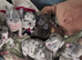 French bulldog puppies