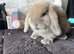 Mini lop