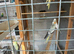 Young semi tame cockatiels