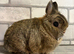 Netherland Dwarf Boy