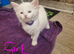 TURKISH ANGORA X