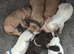 Working cocker puppies
