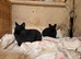 Family of rabbits and setup