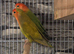 Loverly pair off lovebirds