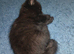 girl kittens for sale