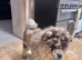 Poe the loving lilac merle chow chow