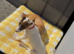 Jackrussel pups