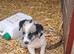 Lovely Farm Reared Merle Pups