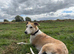Lurcher