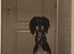 Saluki rehome