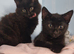Kittens for rehoming