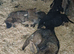 German Shepherd Cross puppies